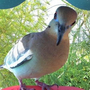 Meet your Posher, Lucy